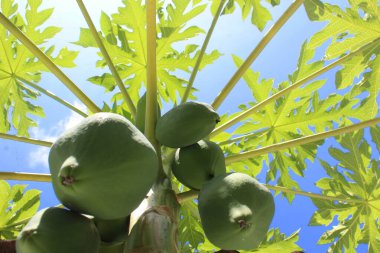 Ağaçtaki yeşil papaya 'yı bulutlu mavi gökyüzü arkaplanına yakın tut