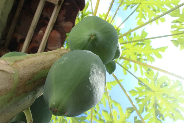 View Green Papaya Still Unripe Roof Tile Background Blue Sky — 스톡 사진