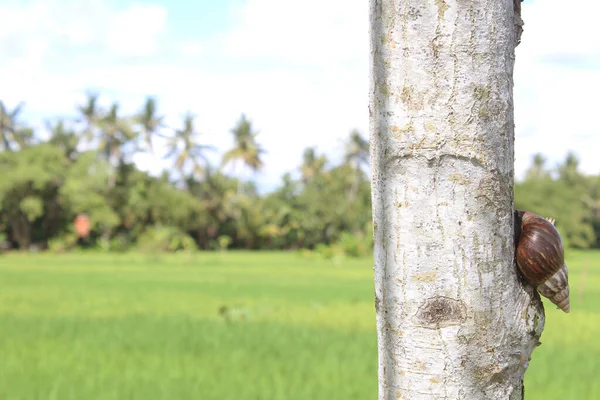 Snail Crawling Tree Trunk Blur Background Paddy Field Coconut Trees — Fotografia de Stock
