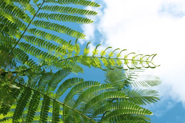 Young Leaf Stems Turi Plant Claws Cloudy Blue Sky Background — Stock Photo, Image