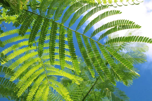 Green Leaf Stems Turi Plant Sun Cloudy Blue Sky — Φωτογραφία Αρχείου