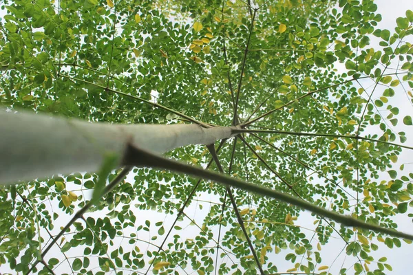 Vista Baixo Tronco Ramos Árvores Moringa Com Folhas Jovens Velhas — Fotografia de Stock