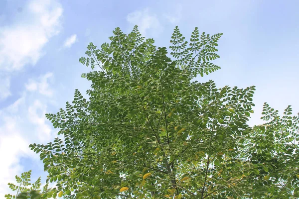 Tall Moringa Tree Tip Green Leaves Cloudy Sky Background — Φωτογραφία Αρχείου
