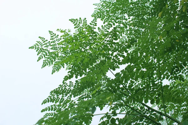 Beautiful Green Moringa Leaves Many Fresh Branches White Background — Φωτογραφία Αρχείου