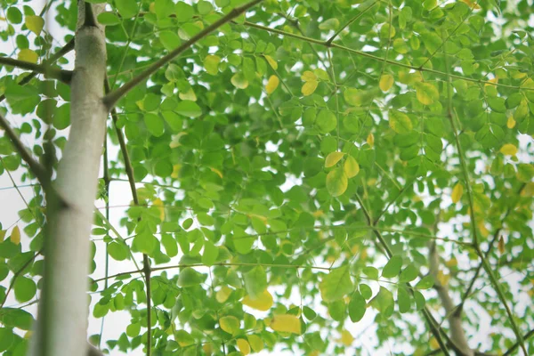 Eski Moringa Yaprakları Çekirdek Dallarının Küçük Dallarında Sararmaya Başlar — Stok fotoğraf