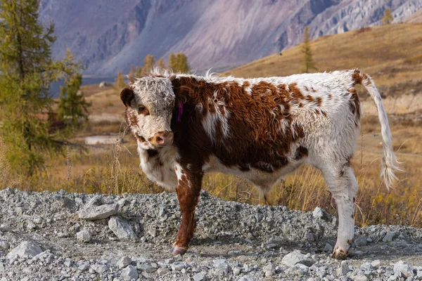 Beyaz-kahverengi genç bir boğa dağ yolunda yürüyor. Altai, Rusya.