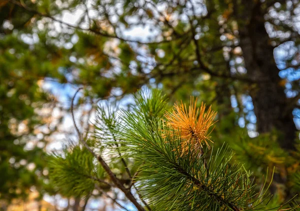 Una rama de pino es verde y amarillo en las montañas en otoño. — Foto de Stock