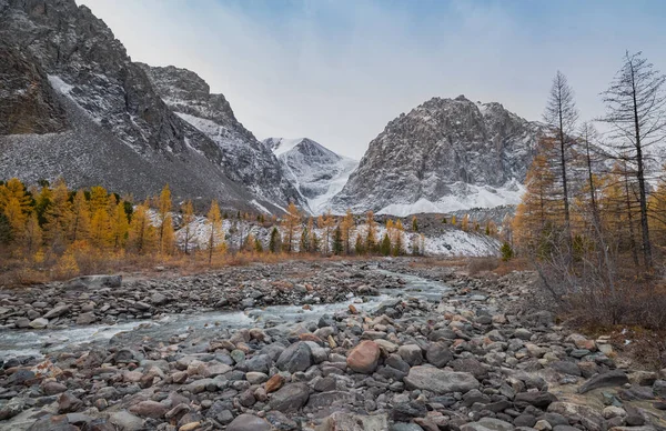 Sonbaharda sarı tarla kuşları, dağlar ve buzul manzaralı dağ nehri. Altai, Rusya.