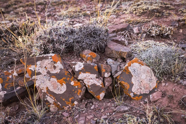 Een stenen close-up in de bergen, bedekt met een gedroogde plant met doornen en sinaasappelmos. — Stockfoto