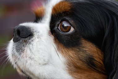 Şövalye Kral Charles Spaniel 'in yakın plan bir köpek portresi..