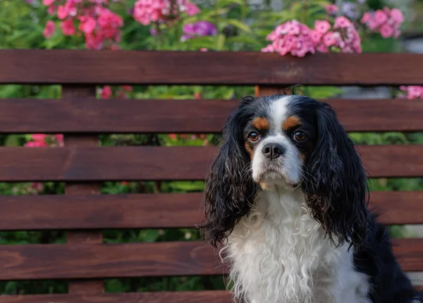 Şövalye Kral Charles spaniel köpek Phlox çeşitliliğinin güzel çiçekleri arasında bahçede bir bankta oturuyor..