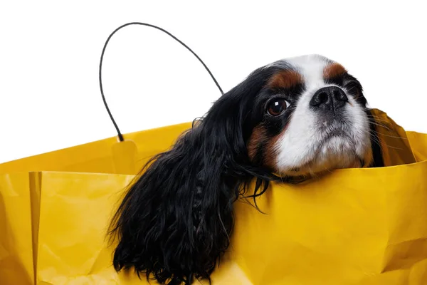 Retrato de um cão Cavalier King Charles Spaniel em um saco de papel amarelo aberto isolado em um fundo branco. Espaço para texto. — Fotografia de Stock