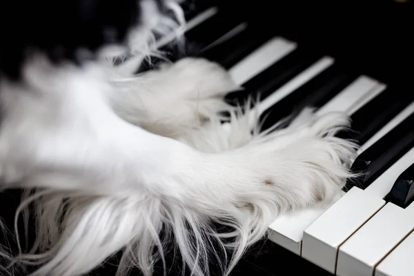 Evdeki piyano tuşlarının üzerinde bir spanyel köpeğin pençesi. Tatlı köpek konsepti..