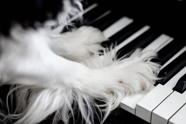 Classic wooden piano with white and black keys. Paws of a spaniel dog on the keys. Music education. — Stock Photo, Image