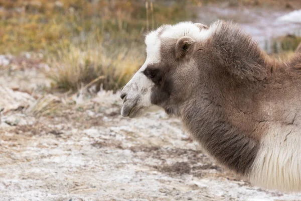 Portrait of a two-humped camel grazing against the background of a salt marsh in the mountain steppe. — Foto de Stock
