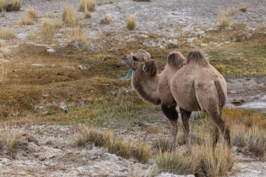 A two-humped camel that grazes against the background of a salt marsh in the mountain steppe. Altai, Russia