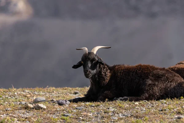 A black domestic goat is resting and basking in the sun on a rock against the background of a mountain. — 图库照片