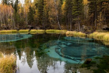 Landscape with a transparent turquoise mountain lake in the forest among yellow trees, larches.