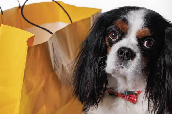 A Cavalier King Charles spaniel dog with a beautiful butterfly on his chest against a yellow paper bag, isolated on a white background.