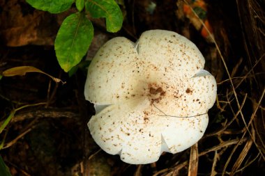 Vellaram koor ya da Kerala mantarı olarak adlandırılan Batı Ghat 'lerinden ekilemeyen yenilebilir mantar.