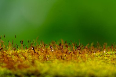Yeşil arka planda yosun sporunun yakın plan görüntüsü, seçici odaklanma