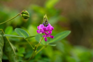 Desmodium 'un açık pembe çiçekleri veya kene yoncası, Fabaceae ailesi