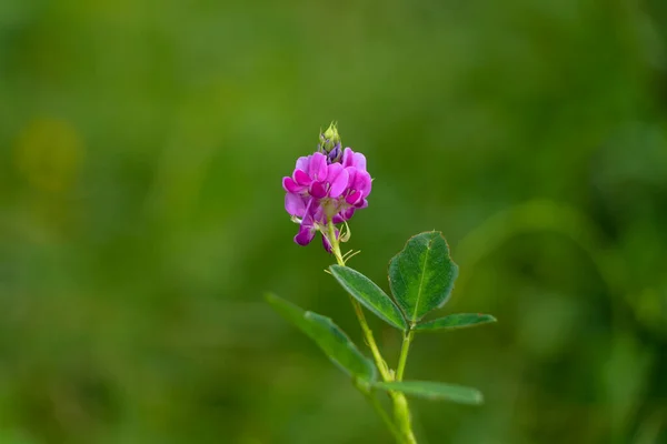 Světle Růžové Barevné Květy Desmodium Nebo Klíšťata Jetel Fabaceae Rodiny — Stock fotografie