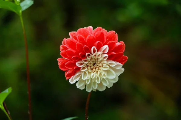 Beautiful Dahlia Flower Red White Petals Green Background — Stock Photo, Image