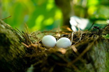 Kahve bitkisinin dallarında yuvadaki benekli güvercin yumurtaları, genellikle Hindistan 'ın altkıtasında görülür.
