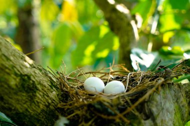 Kahve bitkisinin dallarında yuvadaki benekli güvercin yumurtaları, genellikle Hindistan 'ın altkıtasında görülür.