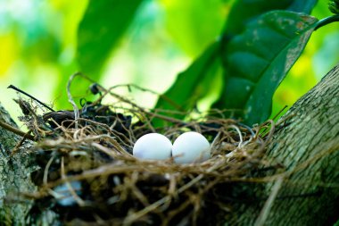 Kahve bitkisinin dallarında yuvadaki benekli güvercin yumurtaları, genellikle Hindistan 'ın altkıtasında görülür.