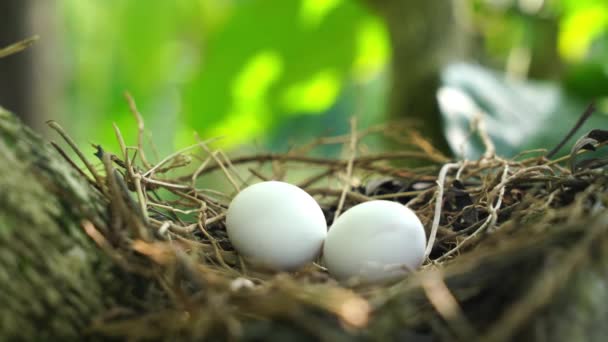 Αυγά Spotted Περιστέρι Στη Φωλιά Στα Κλαδιά Του Φυτού Καφέ — Αρχείο Βίντεο