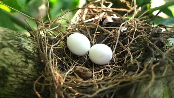 Eieren Van Gevlekte Duif Het Nest Takken Van Koffieplant Algemeen — Stockvideo