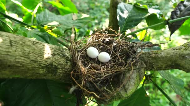 Яйца Пятнистого Голубя Гнезде Ветвях Кофейного Растения Обычно Наблюдаемые Индийском — стоковое видео