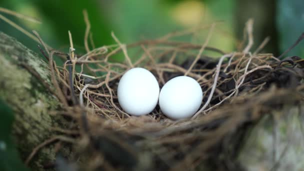 Eieren Van Gevlekte Duif Het Nest Takken Van Koffieplant Algemeen — Stockvideo