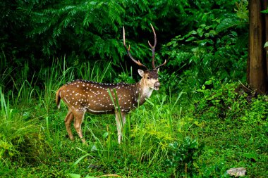 Chital or spotted deer grazing at a wild life sanctuary, native to Indian subcontinent.