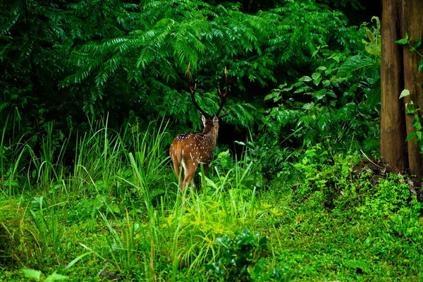 在原产于印度次大陆的野生动物保护区放牧的小鹿或斑点鹿 — 图库照片