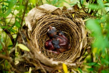 Kırmızı bıyıklı bulbul 'un yumurtadan yeni çıkmış civcivi ya da yuvadaki ibikli bulbul ve yumurta, Asya' ya özgü.