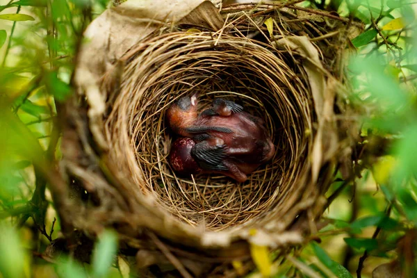 Newly hatched chick of the red-whiskered bulbul  or crested bulbul and egg in the nest, native to Asia