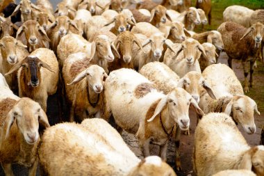 Sheep folk on the road after grazing, a village scene