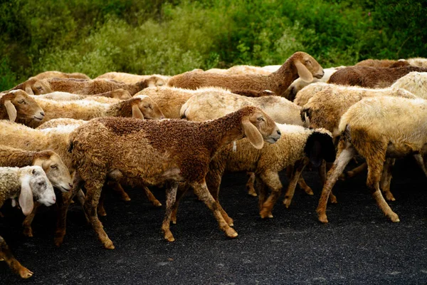Овцы Дороге После Выпаса Деревенская Сцена — стоковое фото