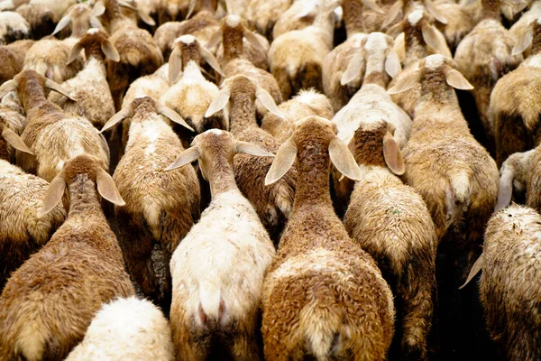 Sheep Folk Road Grazing Village Scene — Stockfoto