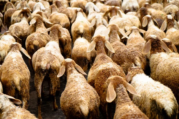 Sheep Folk Road Grazing Village Scene — Stockfoto