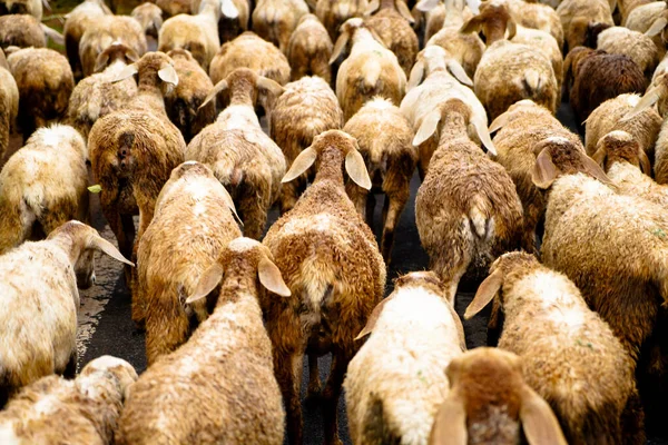 Sheep Folk Road Grazing Village Scene — Stockfoto