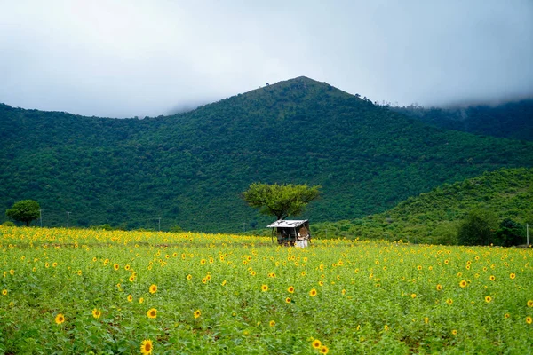 Schönes Tal Mit Sonnenblumenanbau Fuße Eines Hügels Landschaft Weitschuss — Stockfoto