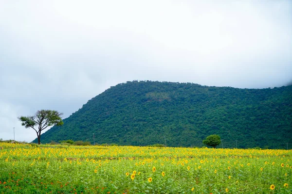 Beautiful Valley Sunflower Cultivation Foot Hill Landscape Long Shot — Stockfoto