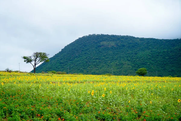 Beautiful Valley Sunflower Cultivation Foot Hill Landscape Long Shot — Stockfoto