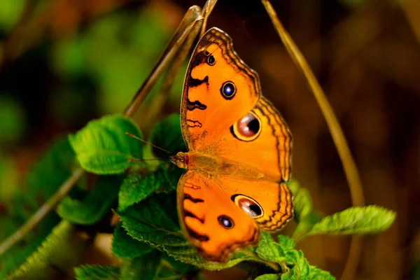 Oranžový Motýl Západních Ghats Makro Záběr — Stock fotografie