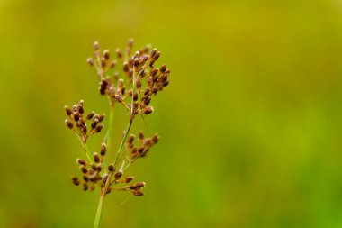 Batı Ghat 'lerinden küçük ot tohumları, seçici odak