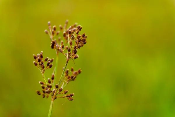 Tiny Seeds Weed Grass Western Ghats Selective Focus — Foto de Stock